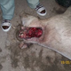Image for article titled A Wave of Cattle Mutilations and "Strange Lights" in Argentina